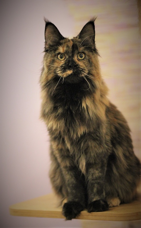 UA*Onix Monterini - Junior maine-coon 7 months 2 weeks