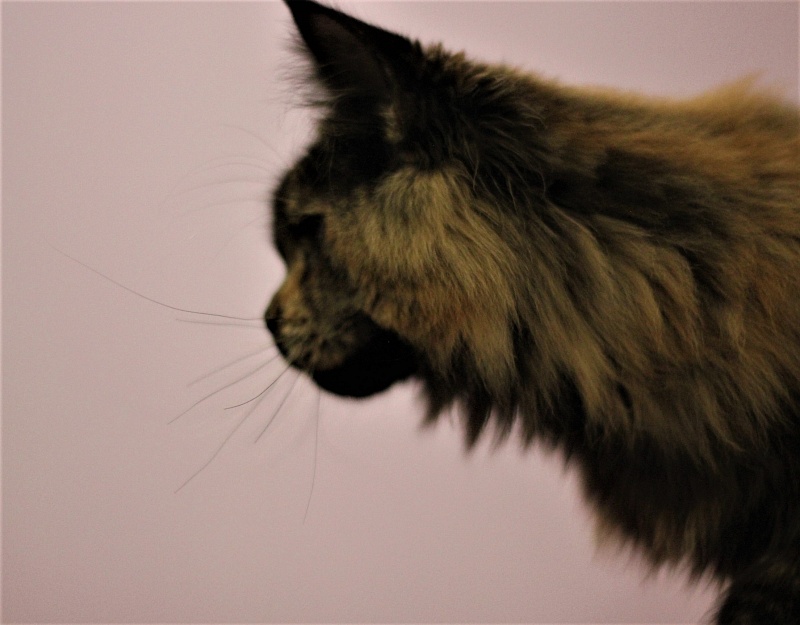 UA*Onix Monterini - Junior maine-coon 7 months 2 weeks