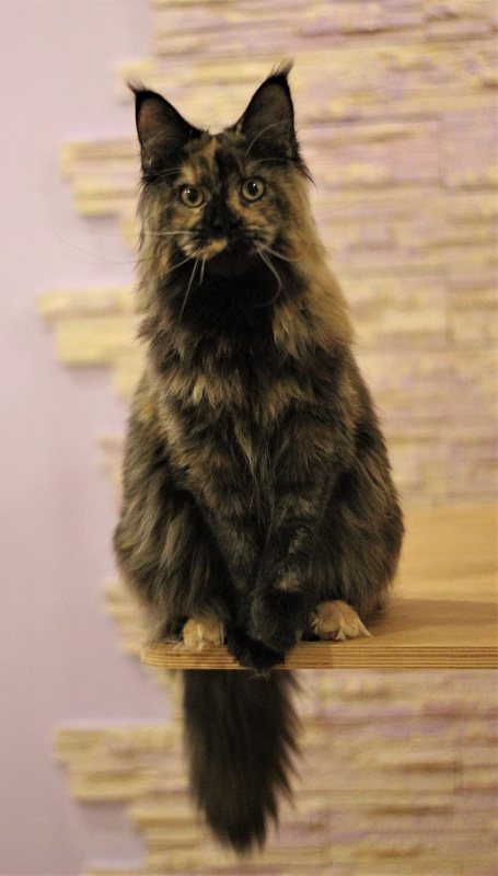 UA*Onix Monterini - Junior maine-coon 7 months 2 weeks