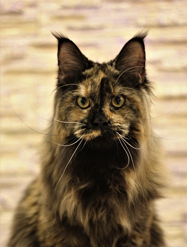 UA*Onix Monterini - Junior maine-coon 8.5 months