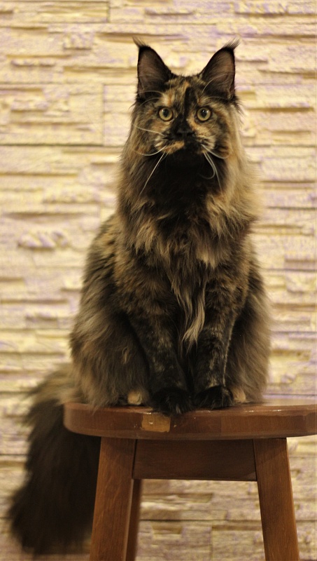 UA*Onix Monterini - Junior maine-coon 8.5 months
