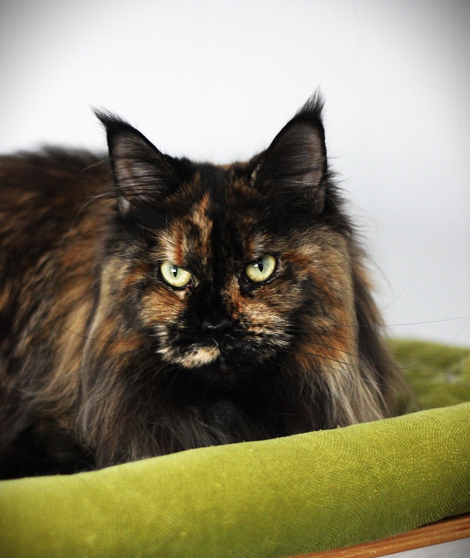 UA*Onix Monterini - Adult maine-coon 4 years 3 months 1 week