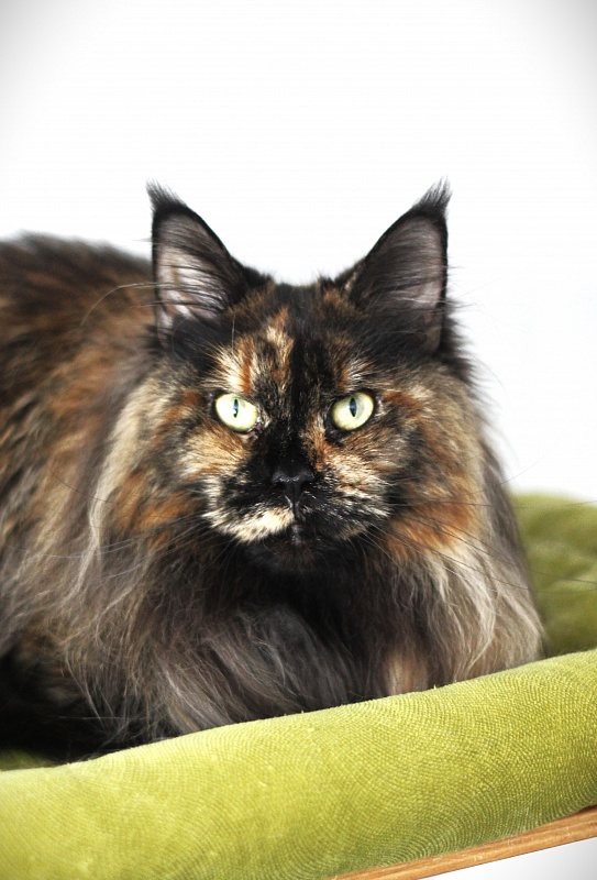 UA*Onix Monterini - Adult maine-coon 4 years 3 months 1 week