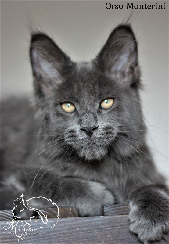 Orso Monterini - мейн-кун