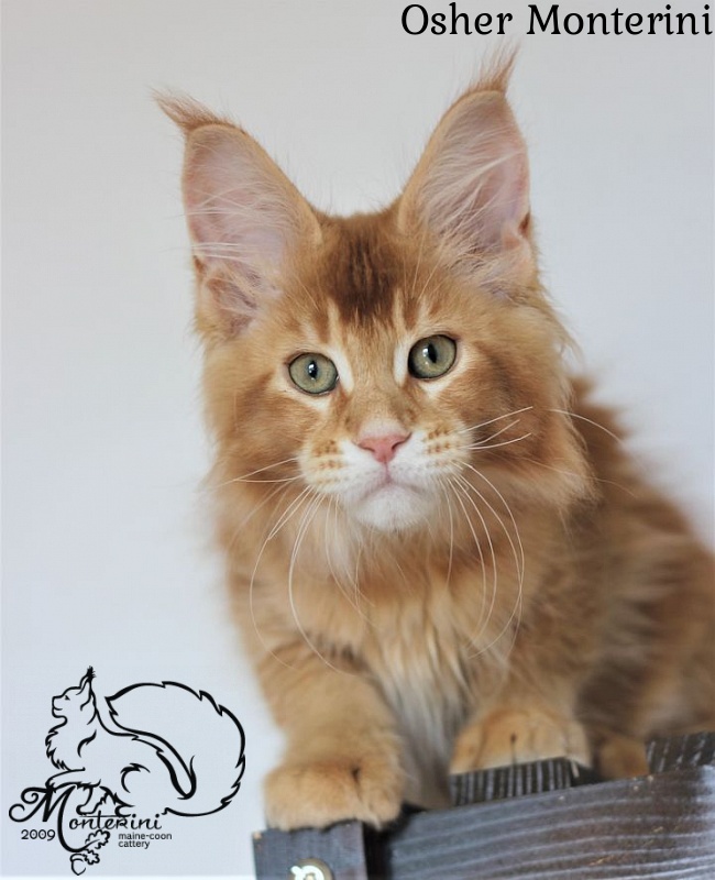 Osher Monterini - maine-coon