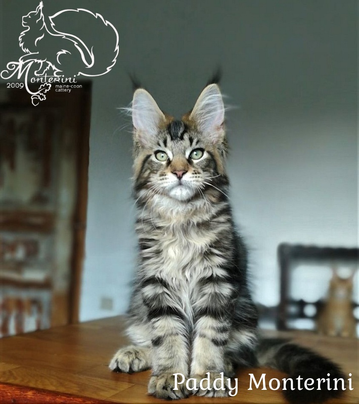 Paddy Monterini - maine-coon