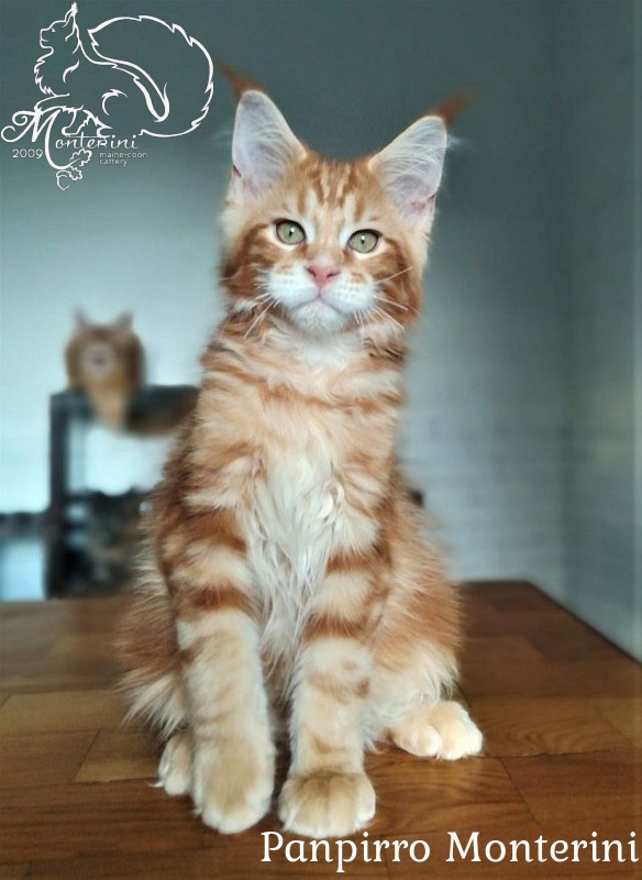 Panpirro Monterini - мейн-кун