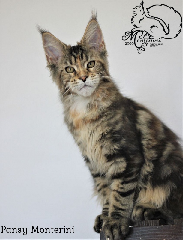 Pansy Monterini - maine-coon