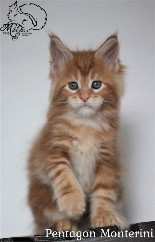 Pentagon Monterini - maine-coon