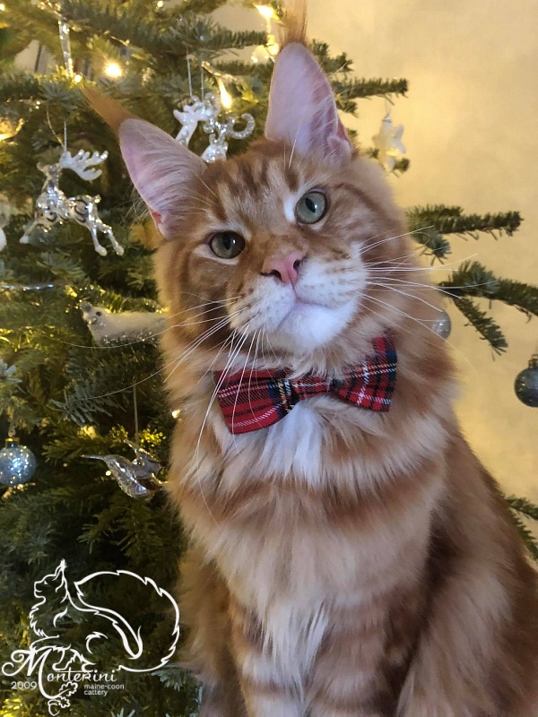 Pentagon Monterini - maine-coon