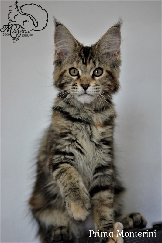 Prima Monterini - maine-coon