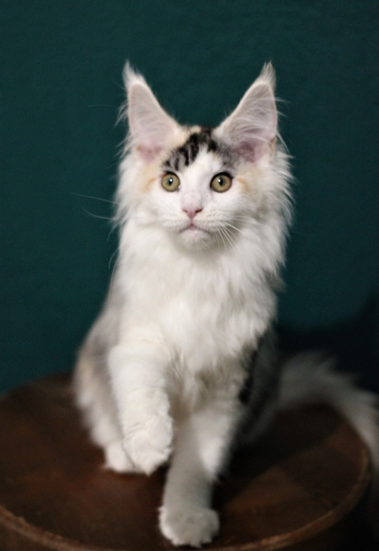 Monterini Qashqai - Kitten maine-coon 3 months 1.5 week