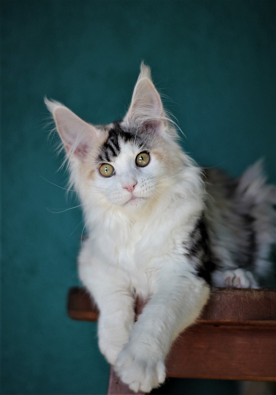 Monterini Qashqai - Kitten maine-coon 4 months 0.5 weeks