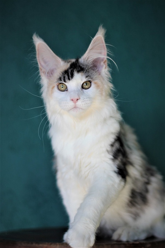 Monterini Qashqai - Kitten maine-coon 4 months 0.5 weeks