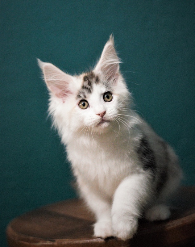 Monterini Qashqai - Kitten maine-coon 2 months 1 week