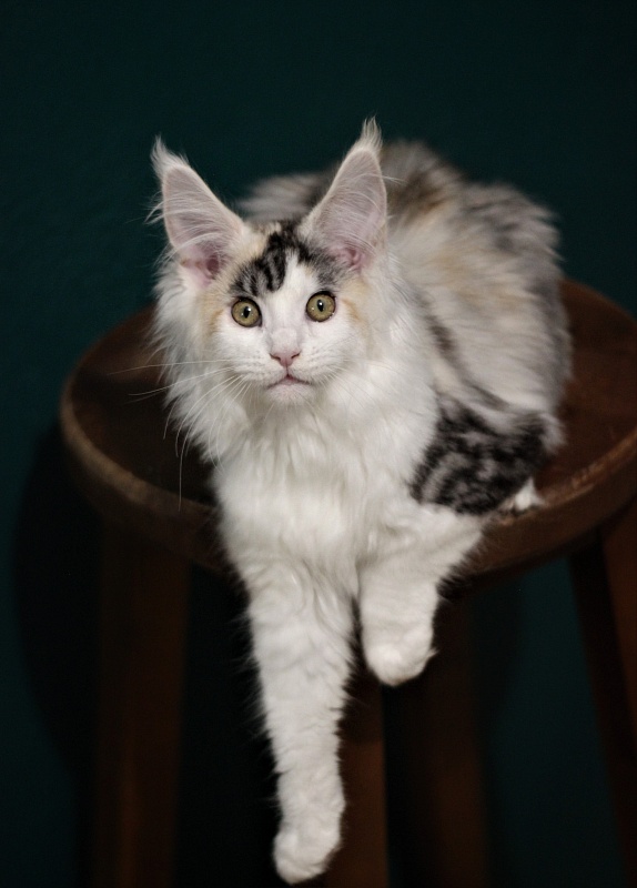 Monterini Qashqai - Kitten maine-coon 3 months 1.5 week