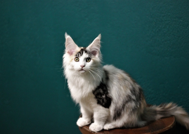 Monterini Qashqai - Kitten maine-coon 3 months 1.5 week