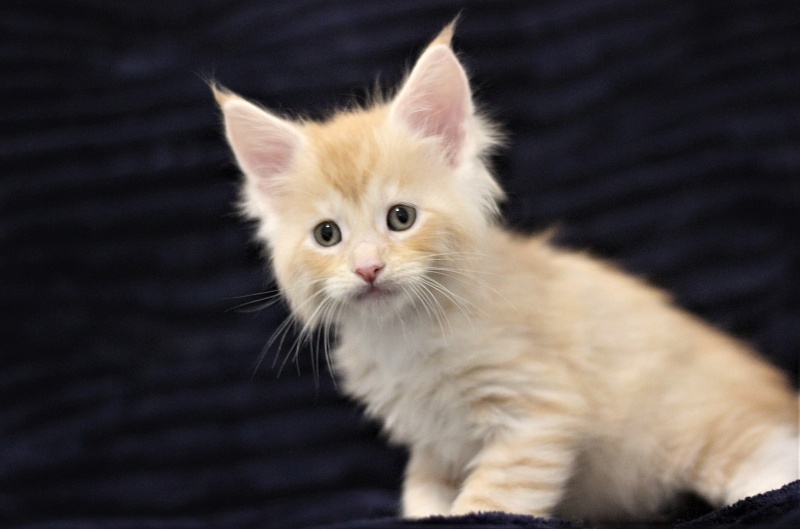 Monterini Qtti - Kitten maine-coon 1 month 1.5 week