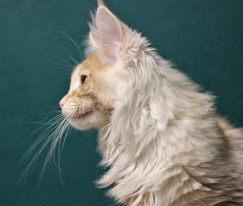 Monterini Qtti - Kitten maine-coon 3 months 2.5 weeks