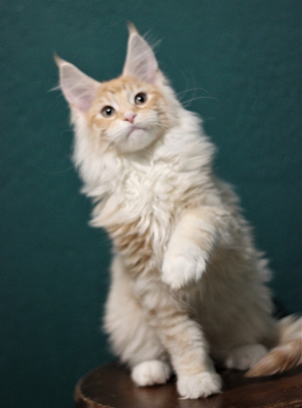 Monterini Qtti - Kitten maine-coon 3 months 2.5 weeks