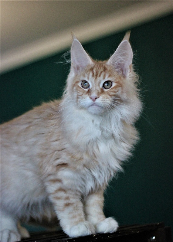 Monterini Qtti - Kitten maine-coon 4 months