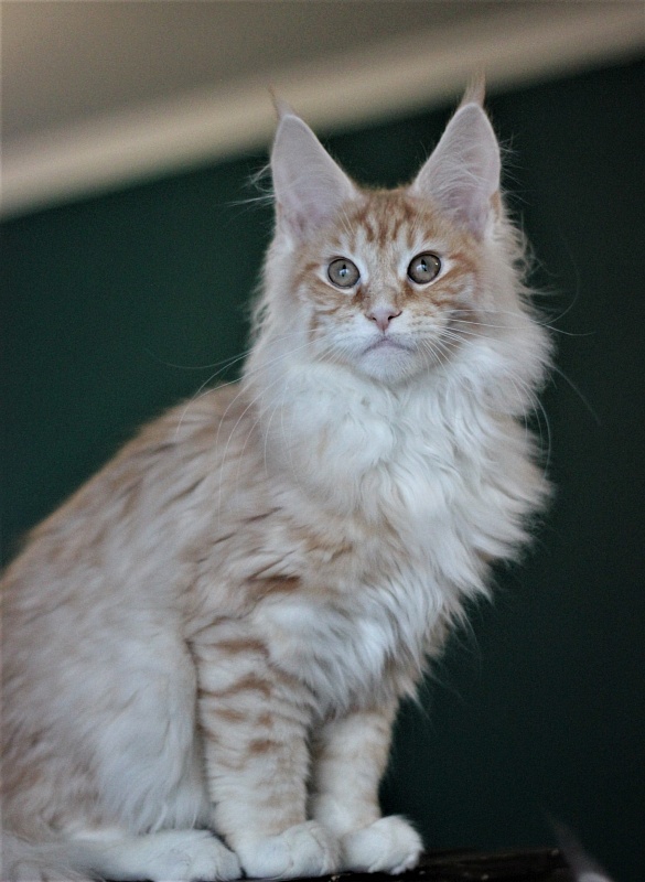 Monterini Qtti - Kitten maine-coon 4 months