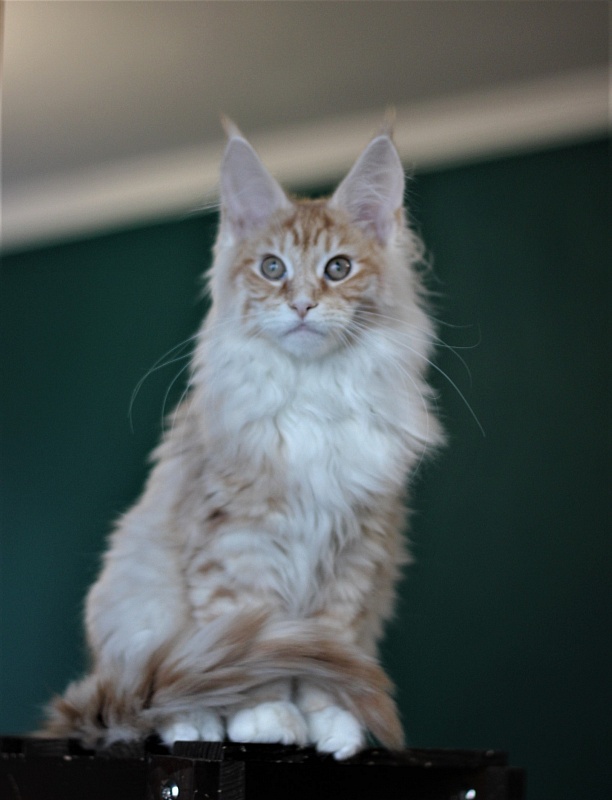 Monterini Qtti - Kitten maine-coon 4 months