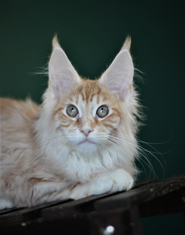 Monterini Qtti - Kitten maine-coon 4 months