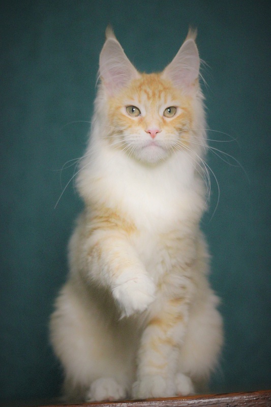 Monterini Qtti - Kitten maine-coon 4 months 2.5 weeks