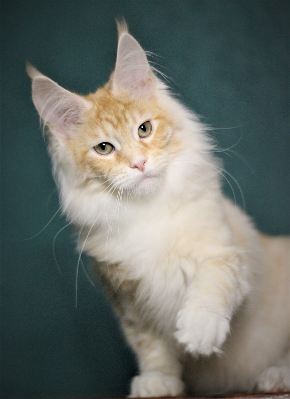 Monterini Qtti - Kitten maine-coon 4 months 2.5 weeks