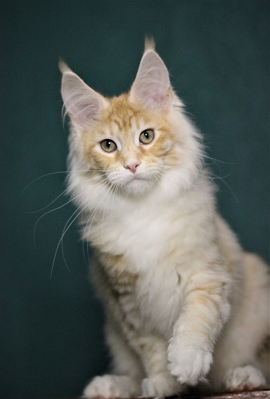 Monterini Qtti - Kitten maine-coon 4 months 2.5 weeks