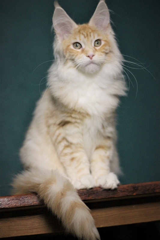 Monterini Qtti - Kitten maine-coon 4 months 2.5 weeks