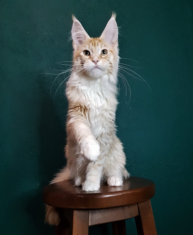 Monterini Qtti - Kitten maine-coon 5 months 1 week