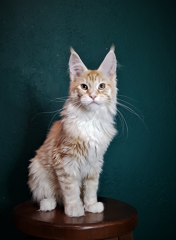 Monterini Qtti - Kitten maine-coon 5 months 1 week