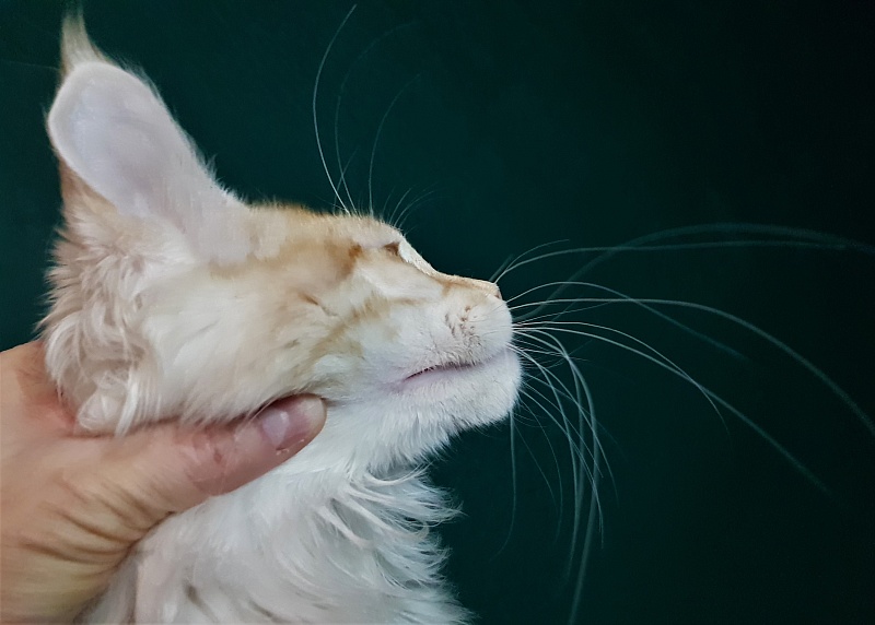 Monterini Qtti - Kitten maine-coon 5 months 1 week