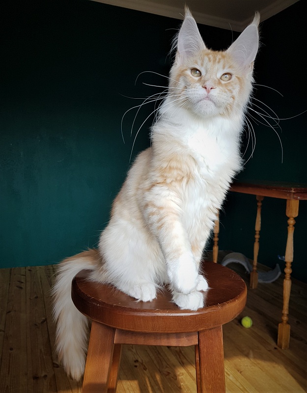 Monterini Qtti - Kitten maine-coon 5.5 months