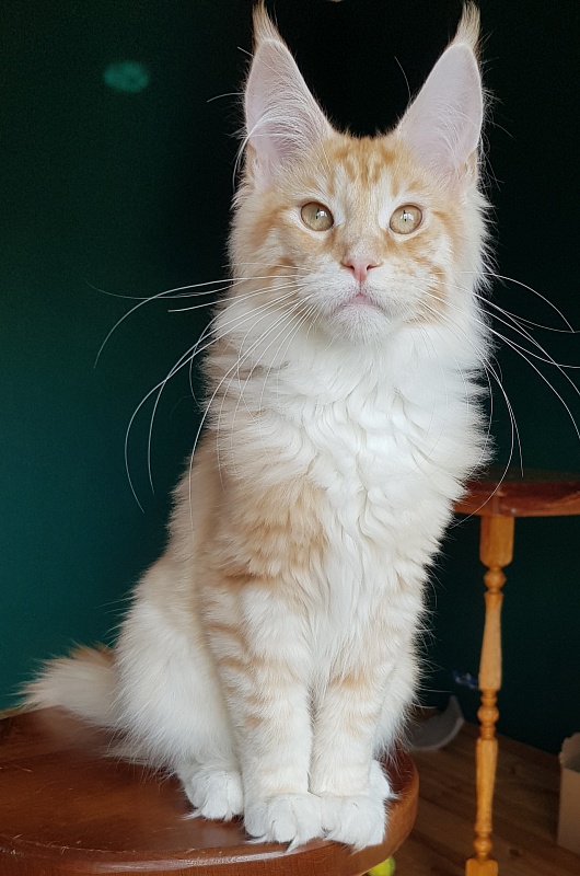 Monterini Qtti - Kitten maine-coon 5.5 months