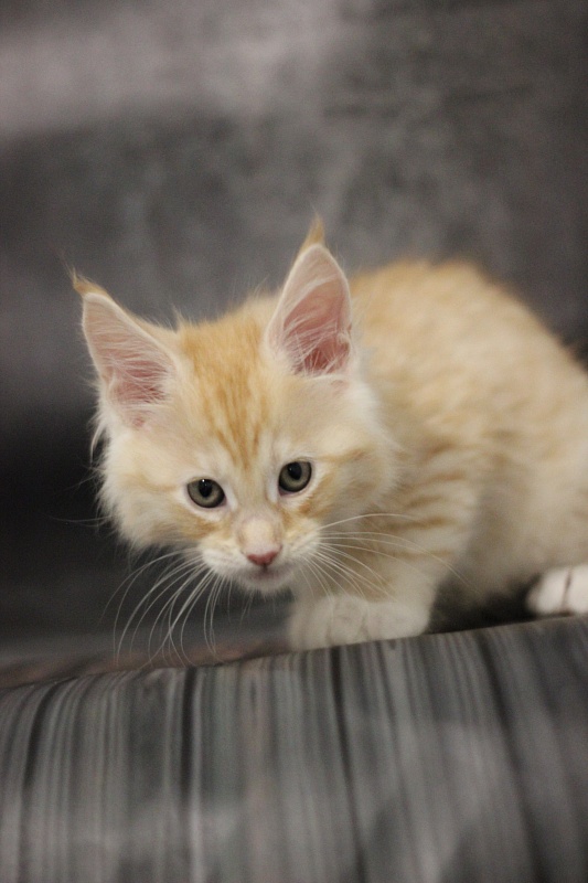 Monterini Qtti - Kitten maine-coon 1 month 3.5 weeks