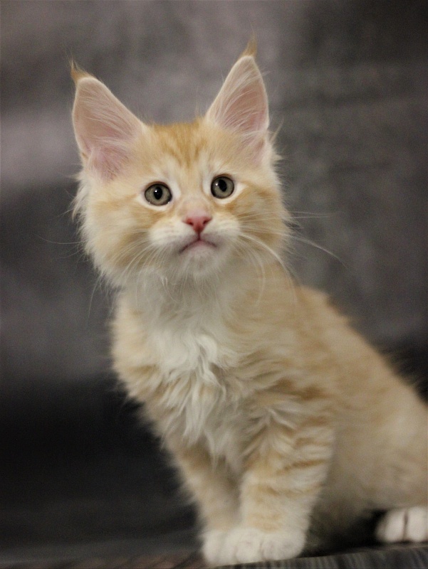 Monterini Qtti - Kitten maine-coon 1 month 3.5 weeks