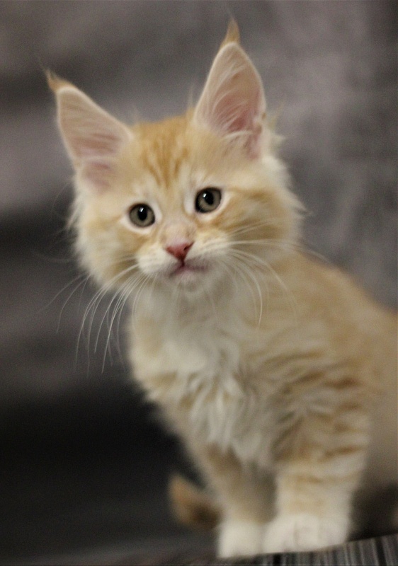 Monterini Qtti - Kitten maine-coon 1 month 3.5 weeks