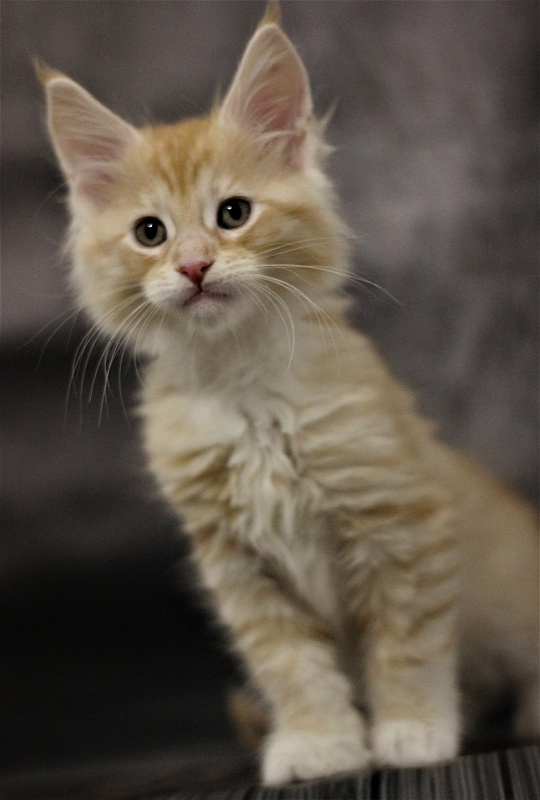 Monterini Qtti - Kitten maine-coon 1 month 3.5 weeks
