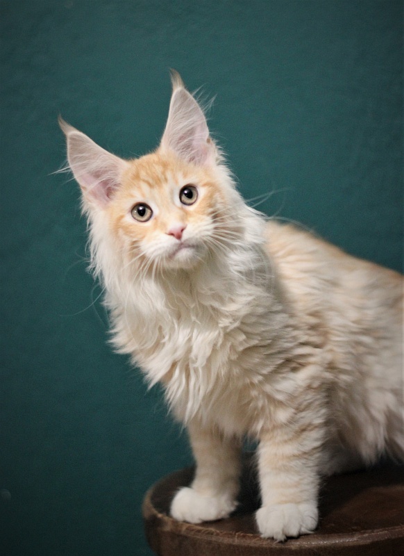 Monterini Qtti - Kitten maine-coon 3 months 2.5 weeks