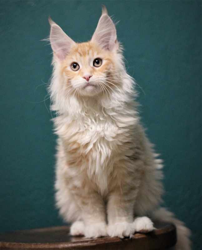 Monterini Qtti - Kitten maine-coon 3 months 2.5 weeks