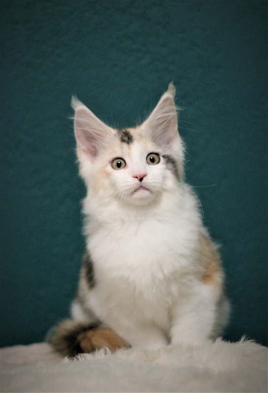 Monterini Qbella - Kitten maine-coon 2 months 2 weeks