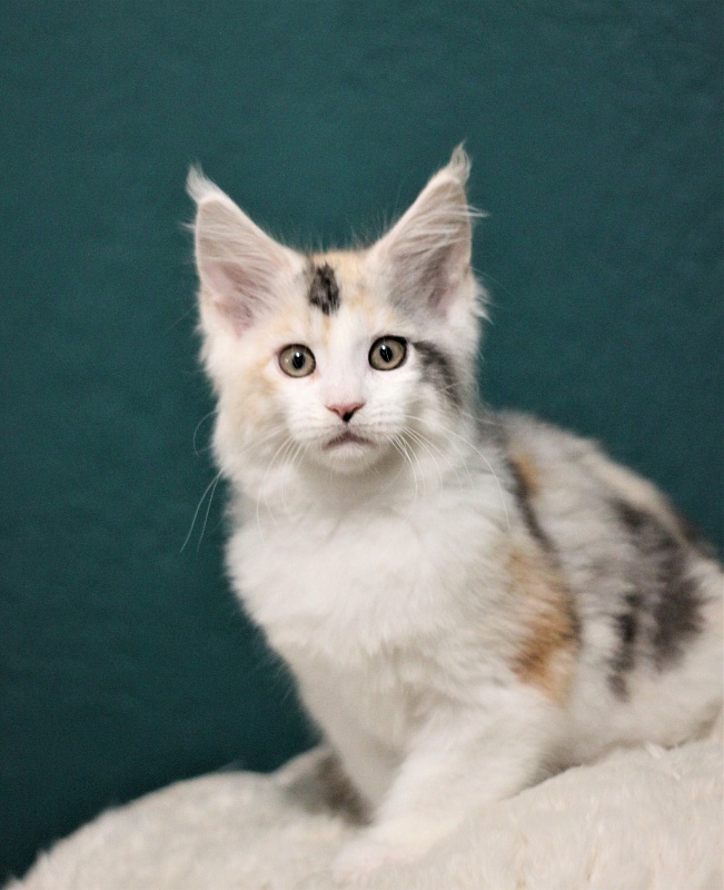 Monterini Qbella - Kitten maine-coon 2 months 2 weeks