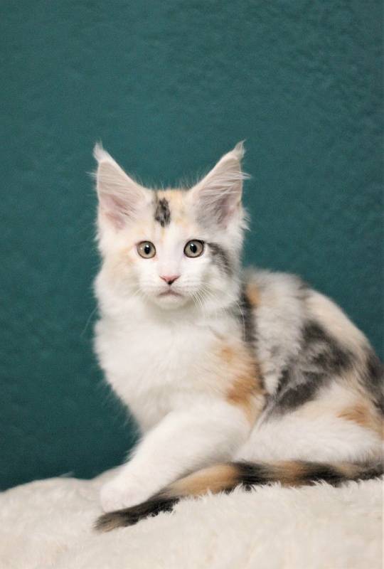 Monterini Qbella - Kitten maine-coon 2 months 2 weeks