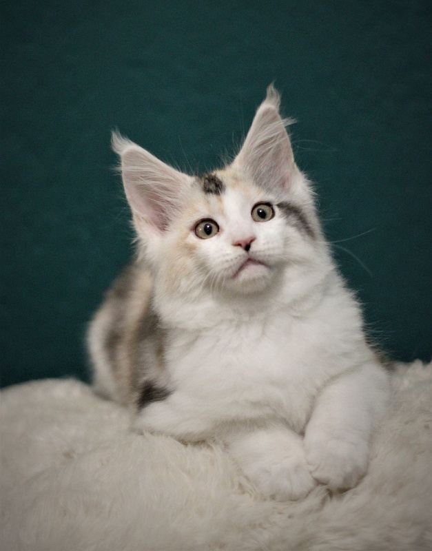 Monterini Qbella - Kitten maine-coon 2 months 2 weeks