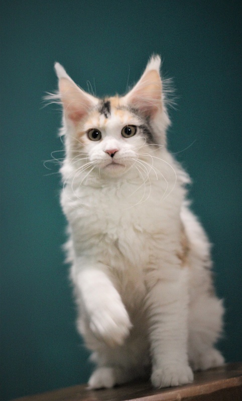 Monterini Qbella - Kitten maine-coon 3 months 3 weeks