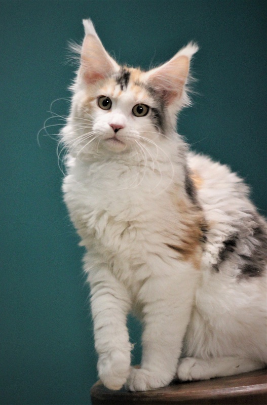 Monterini Qbella - Kitten maine-coon 3 months 3 weeks