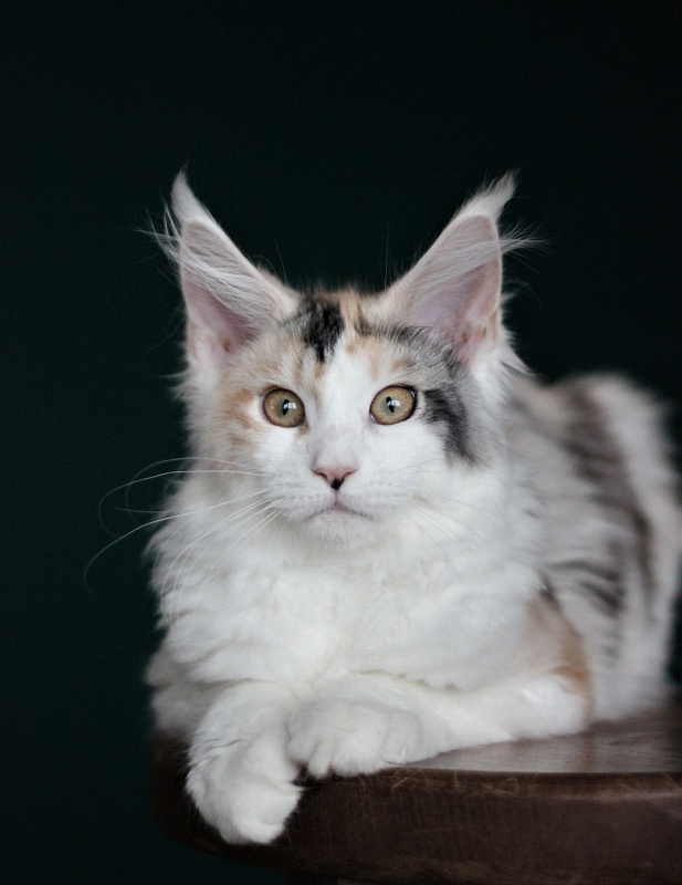 Monterini Qbella - Kitten maine-coon 4 months